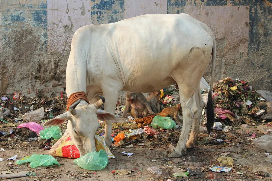 Animal Stunning: Halal or Haram?
